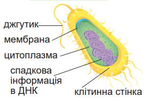 0401nkt7-c497-295x199.png