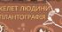 Скелет людини. Плантографія (Практична робота)