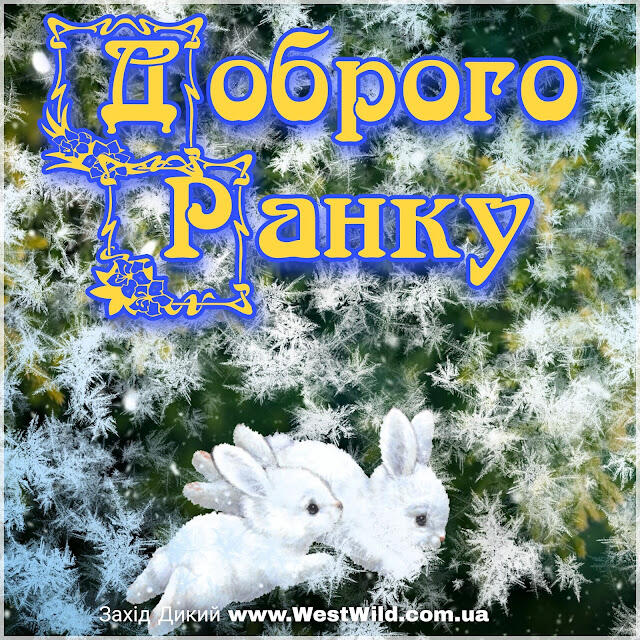 З добрим зимовим ранком картинки красиві і прикольні - West Wild | Захід  Дикий