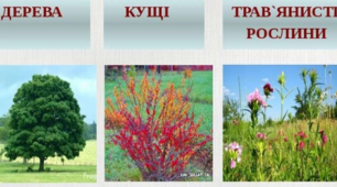 Дерева, кущі, трави