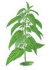 0401nuhj-8771-100x138.png