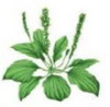 0401nukn-5f69-100x98.png