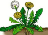 0401nupy-b499-100x73.png