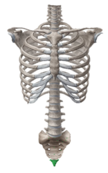 0401nxm1-2e6f-156x250.png
