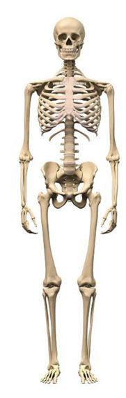 0401nxpz-5ecf-181x572.png