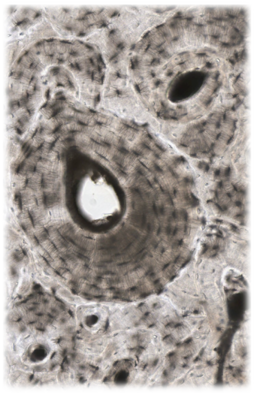 0401nxs2-bb21-255x393.png