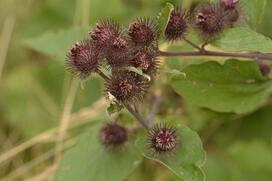 Bardana selvatica / Arctium nemorosum