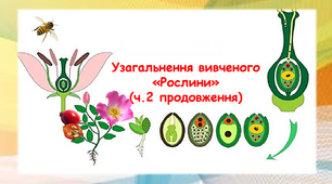 Рослини (ч.2 продовження)