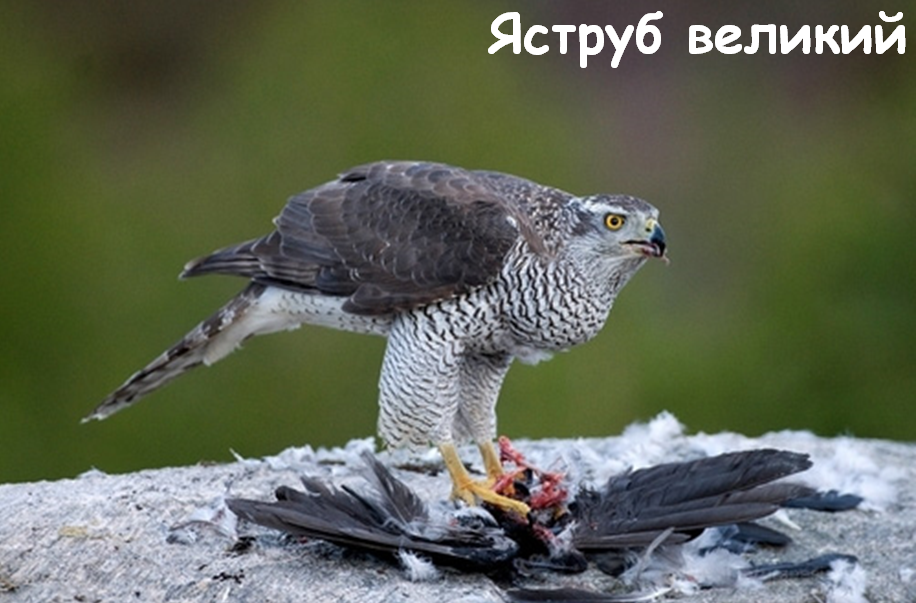 0401o288-5393-916x603.png