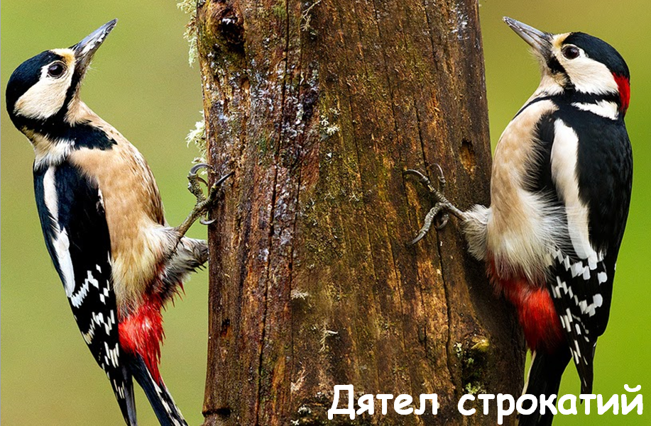 0401o28d-965d-917x601.png