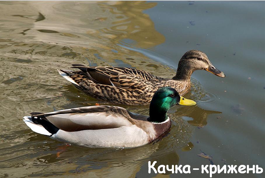 0401o28r-ece0-908x610.png