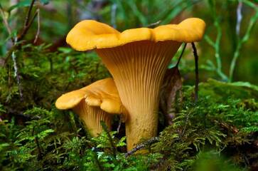 0401o52e-f566-363x240.jpg