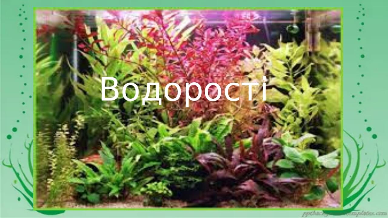 Водорості
