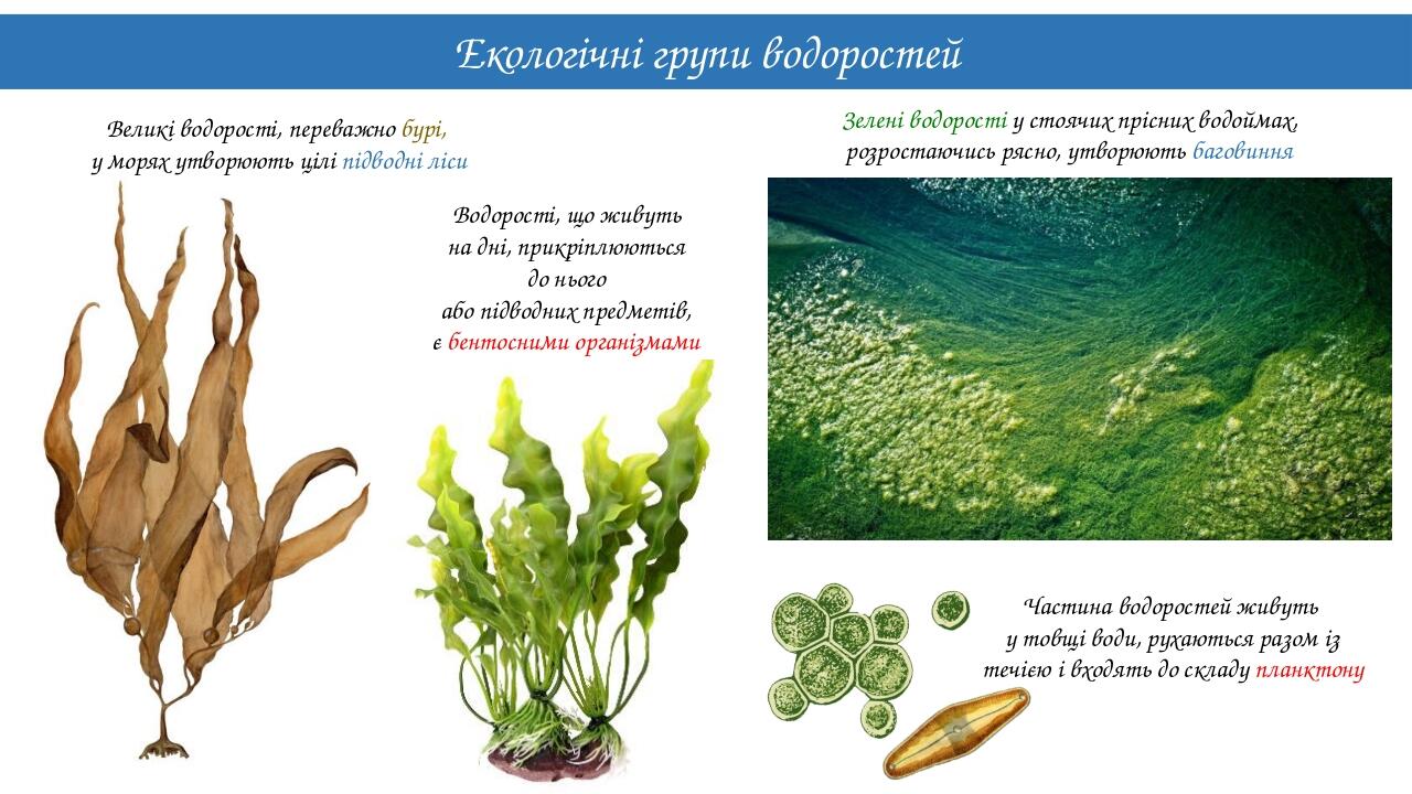 Екологічні групи водоростей Водорості, що живуть на дні, прикріплюються до нього або підводних предметів, є бентосними організмами Частина водорост...