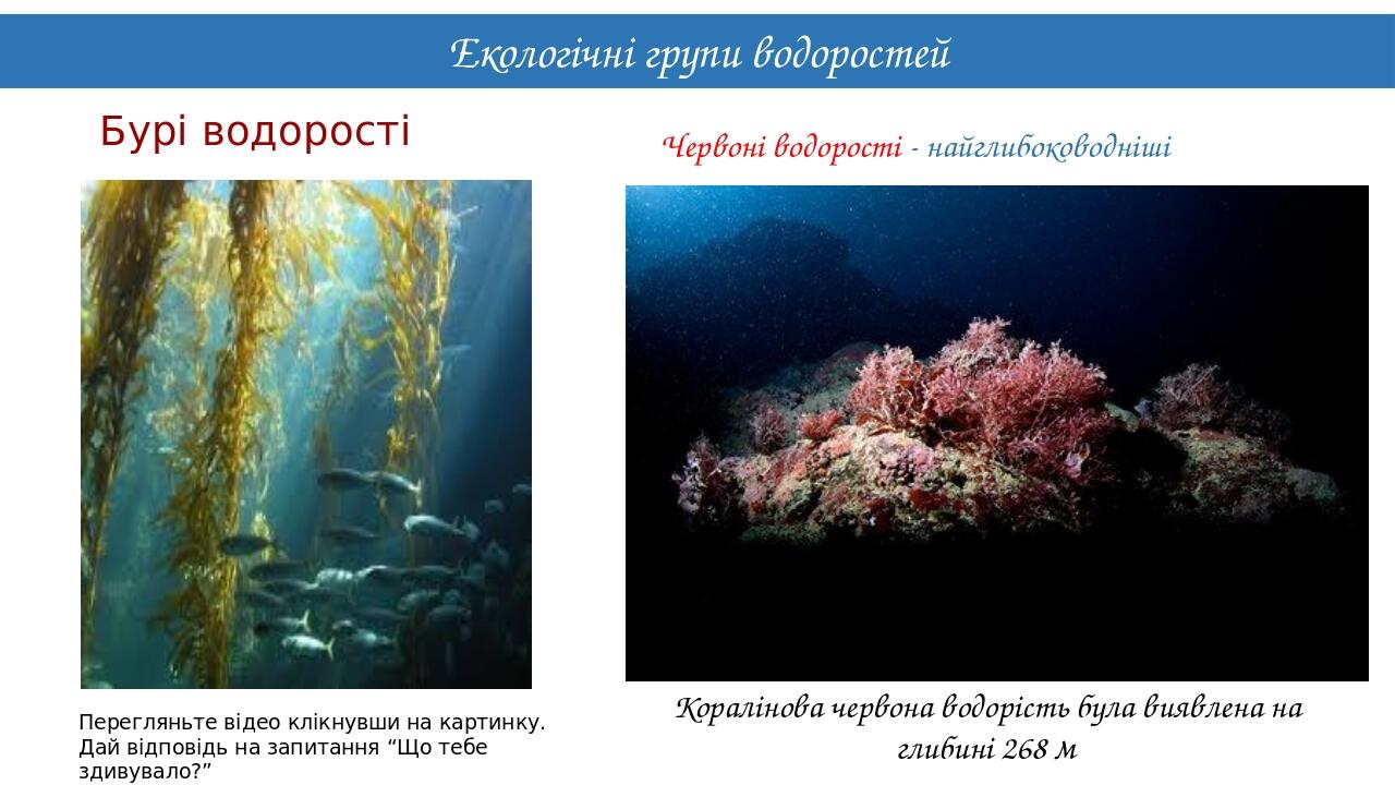 Екологічні групи водоростей 20-40 м Бурі водорості Перегляньте відео клікнувши на картинку. Дай відповідь на запитання “Що тебе здивувало?” Червоні...