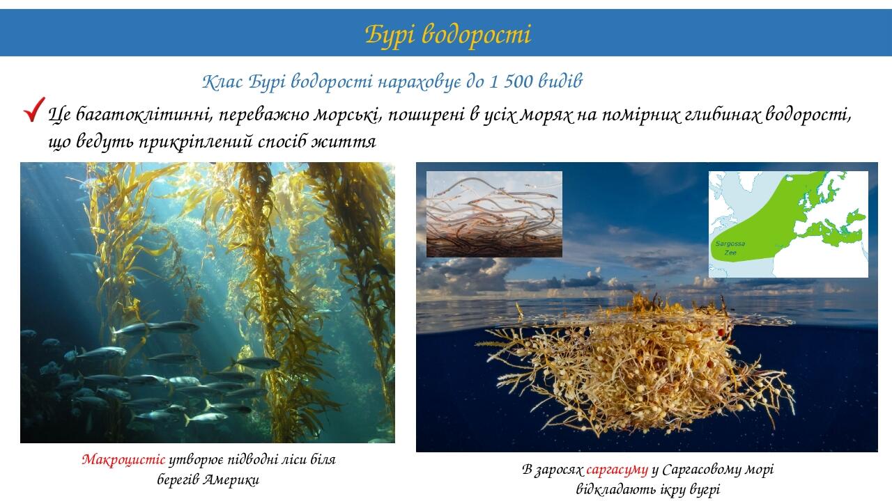 Клас Бурі водорості нараховує до 1 500 видів Бурі водорості Це багатоклітинні, переважно морські, поширені в усіх морях на помірних глибинах водоро...