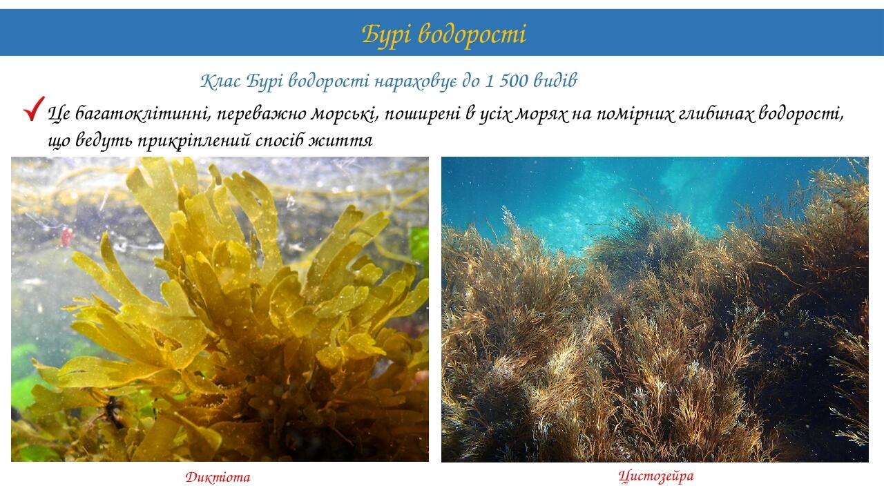 Клас Бурі водорості нараховує до 1 500 видів Бурі водорості Цистозейра Це багатоклітинні, переважно морські, поширені в усіх морях на помірних глиб...
