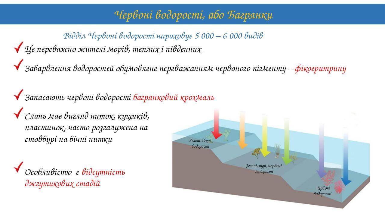 Червоні водорості, або Багрянки Відділ Червоні водорості нараховує 5 000 – 6 000 видів Це переважно жителі морів, теплих і південних Забарвлення во...