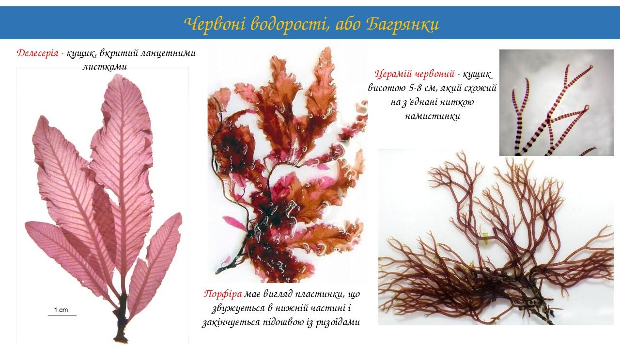 Червоні водорості, або Багрянки Делесерія - кущик, вкритий ланцетними листками Порфіра має вигляд пластинки, що звужується в нижній частині і закін...