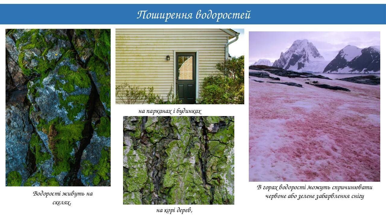 Поширення водоростей Водорості живуть на скелях, на корі дерев, на парканах і будинках В горах водорості можуть спричинювати червоне або зелене заб...
