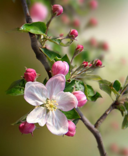 0401oc6j-1f05-260x318.png