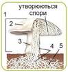 0401odqq-b133-254x269.jpg