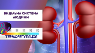 Контрольна робота "Виділення. Терморегуляція" І варіант