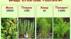 вищі спорові рослини