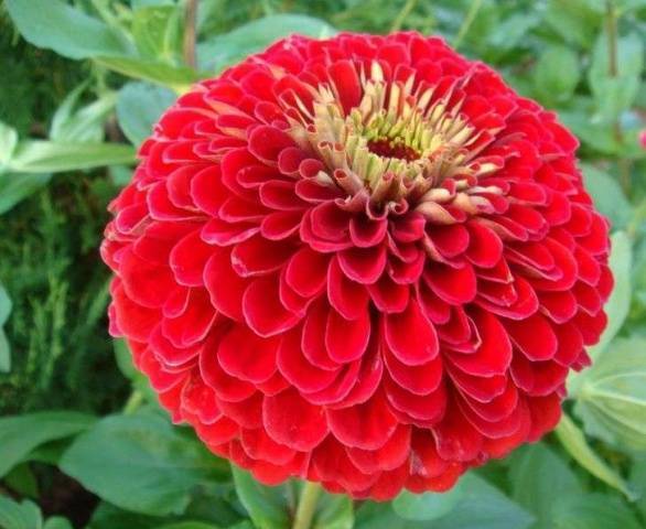 0401ompz-acc8-586x480.jpg