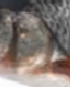 0401ooii-b8c4-65x80.png