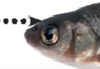0401ooj6-9903-144x100.png