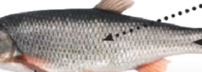 0401ooje-9620-202x72.png
