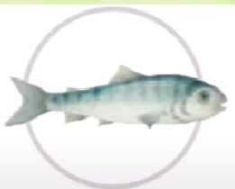 0401oova-d3a4-261x210.png