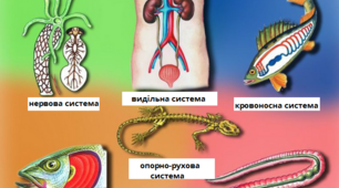 кровоносна і видільна системи тварин