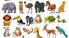 Animals