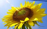 0401p3we-9d72-164x104.jpg