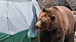 5.4 How to survive a bear attack