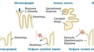 Виділення у тварин