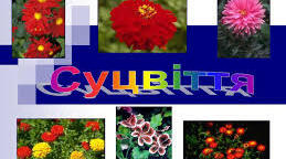 Суцвіття.
