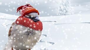 Les oiseaux et les animaux en hiver