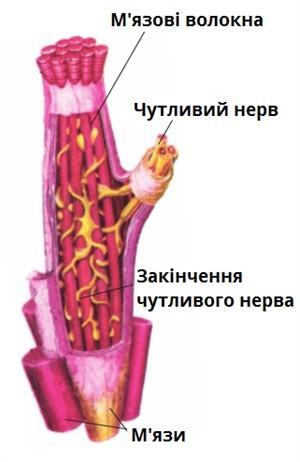 мязи.jpg