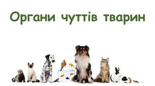 Органи чуття у тварин, та їх значення
