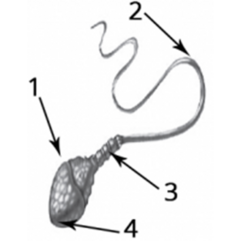 0401q57d-51ab-241x241.png