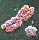 Chromosomna Teoria Spadkovosti. Genetuka Stati : Основи генетики : Все про гени!