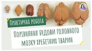 Практична робота №6 "Порівняння будови головного мозку хребетних тварин (на муляжах/моделях)