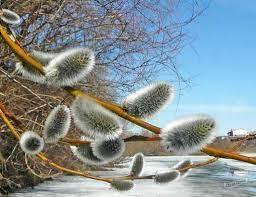 Ива остролистная (Верба) (Salix acutifolia) - описание сорта, фото, саженцы, посадка, особенности ухода. Дачная энциклопедия.