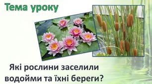 Які рослини заселили водойми та їхні береги?