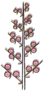 0401qizq-bdb9-91x186.png