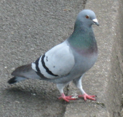 0401qlag-b3c4-253x241.png