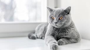 День кота в Європі